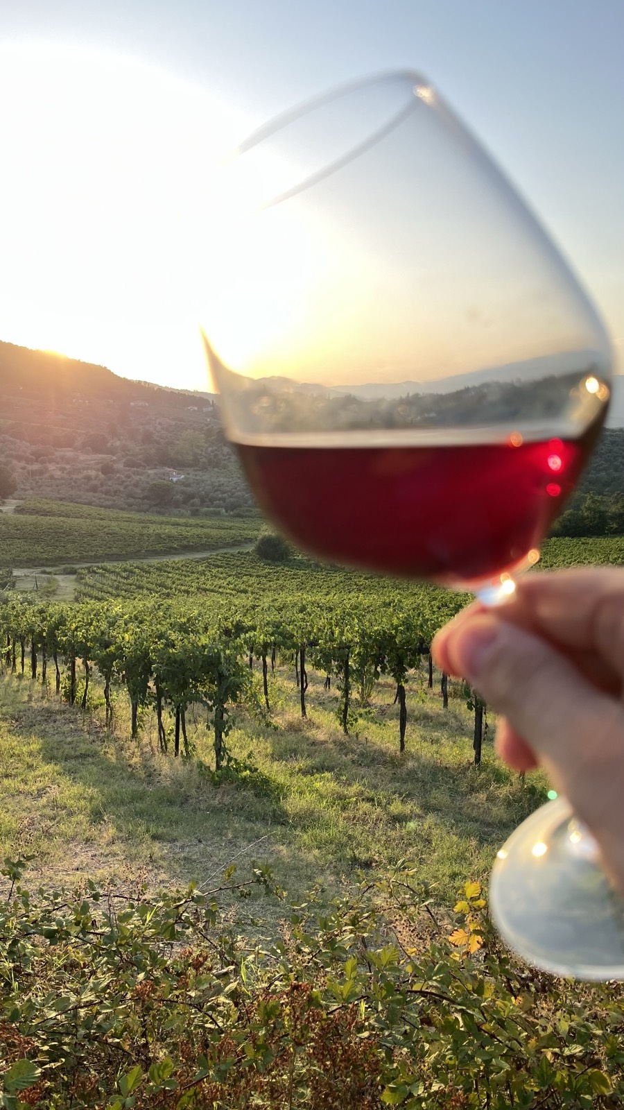 Vins fruités et faciles à boire